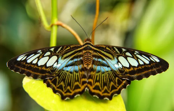 Leaves, microsemi, wings, Butterfly, insect, beautiful, closeup