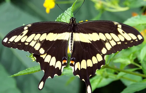 Leaves, flowers, microsemi, butterfly, wings, insect, beautiful, closeup