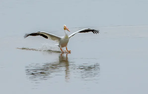 Picture water, bird, wings, beak, landing, Pelican