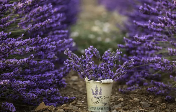 Flowers, nature, lavender