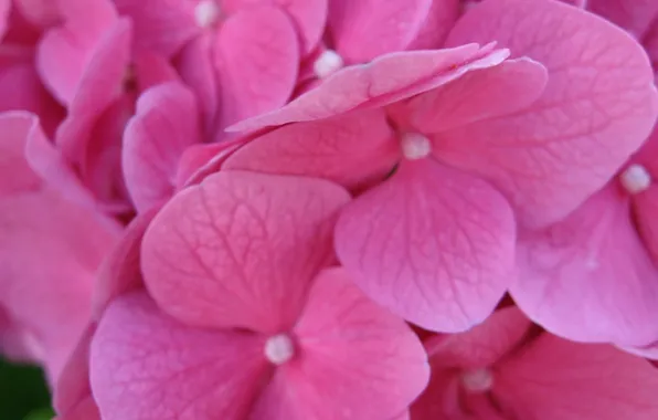 Macro, flowers, wallpapers, hydrangea, 1920*1200