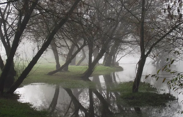 Picture water, trees, fog, reflection