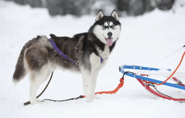 Picture sleigh, husky, Sled dog