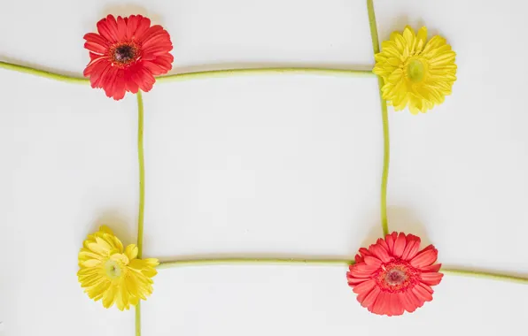 Background, Flowers, Gerbera