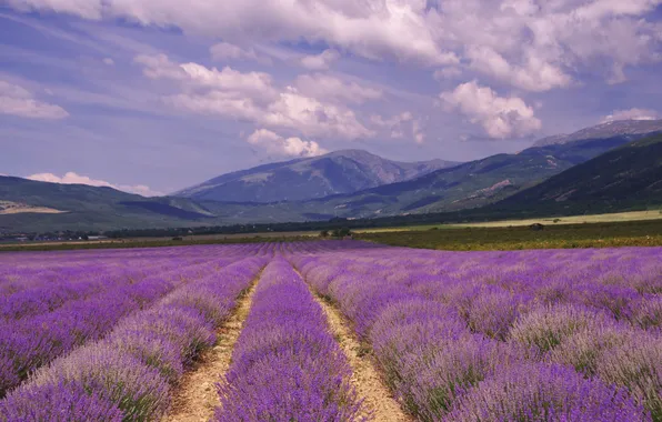 The sky, clouds, flowers, mountains, dal, the ranks, lavender, plantation