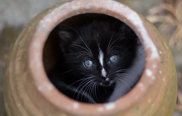 Cat, cat, look, kitty, black, the game, small, baby