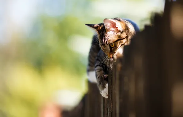 Picture cat, light, pose, the fence, kitty, bokeh