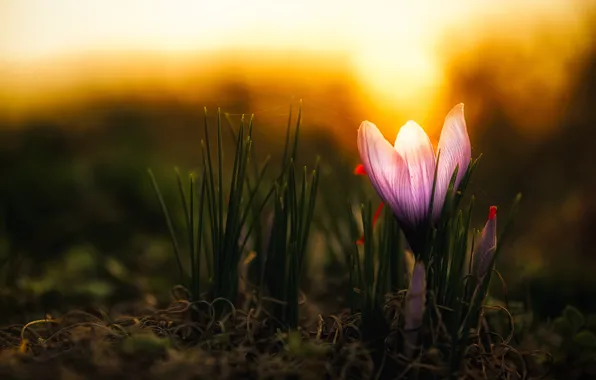 Picture light, flowers, the dark background, spring, crocuses, buds, lilac