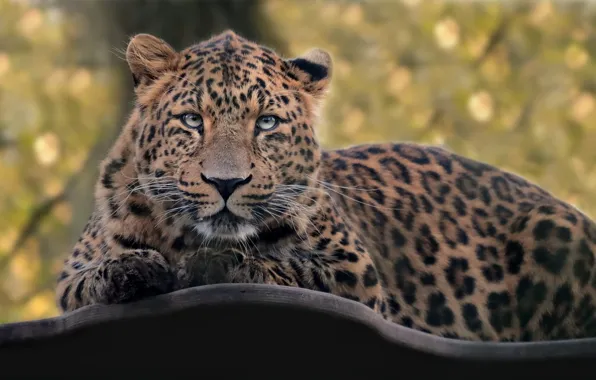 Picture eyes, leopard, spotted