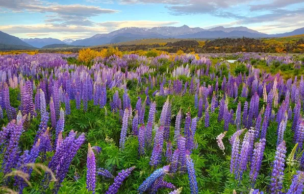 Summer, the sky, clouds, flowers, mountains, dal, meadow, haze