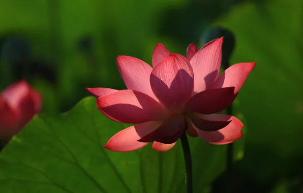 Picture leaves, light, flowers, petals, Lotus, green background