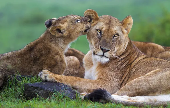 Look, pose, weasel, lions, lioness, lion, lie, mother