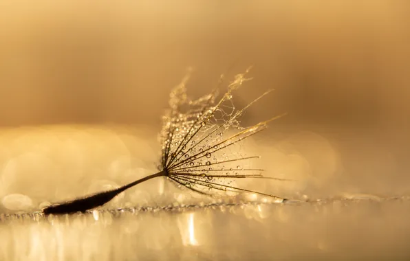 Macro, nature, dandelion