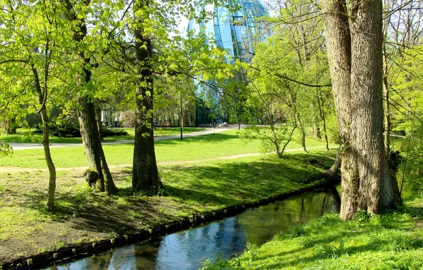 Trees, park, stream