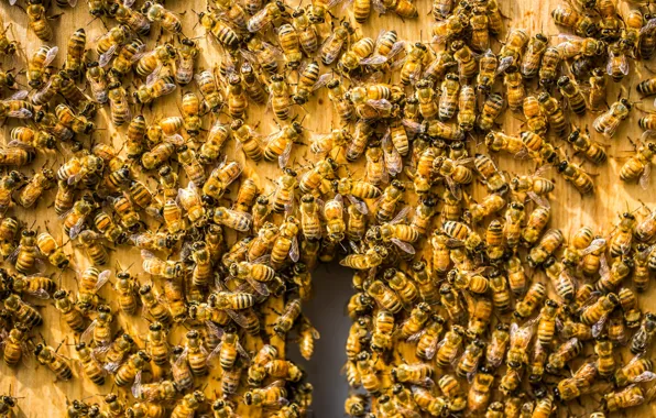 Picture background, beehive, bees