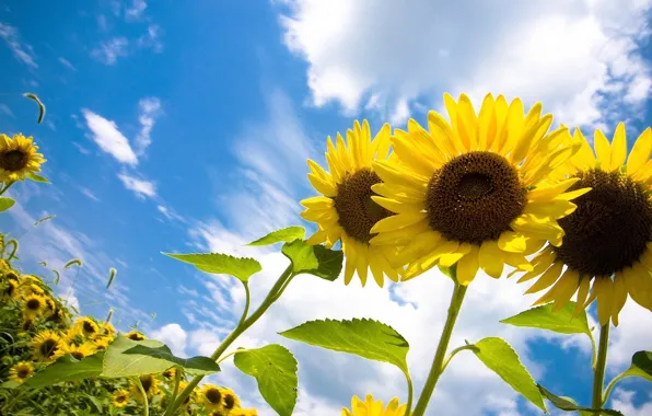 The sky, the sun, clouds, joy, sunflowers