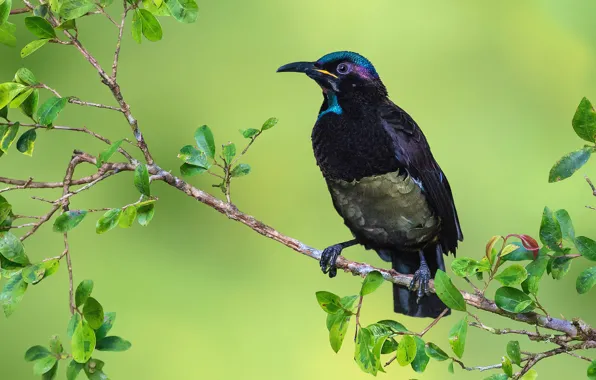 Picture tail, bird, branches