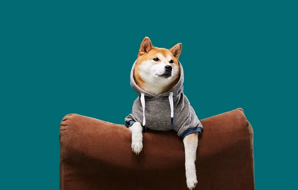 Look, pose, dog, chair, paws, hood, jacket, face