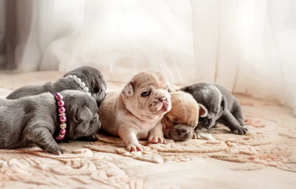 Dogs, carpet, puppies, puppy, fabric, beads, collar, curtains