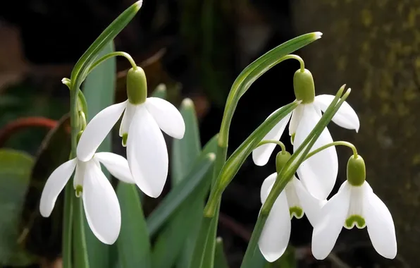 Leaves, macro, flowers, the dark background, stems, spring, snowdrops, white