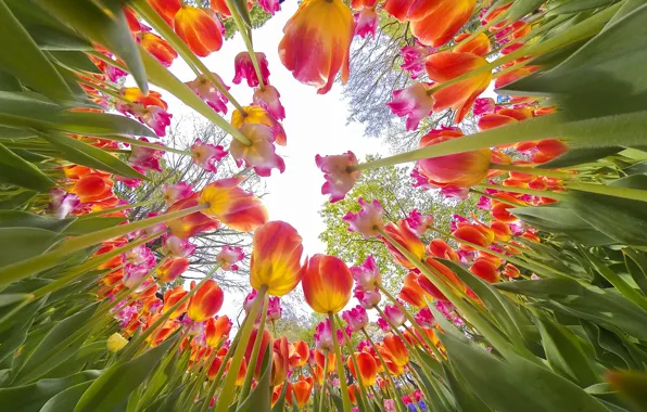 Greens, the sky, leaves, light, trees, flowers, Park, beauty