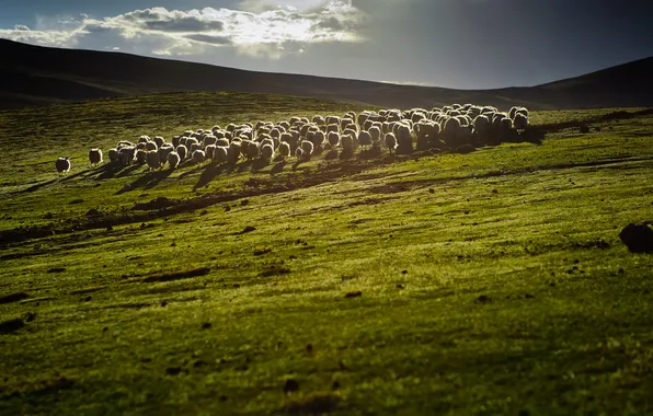 Picture light, nature, hills, China, sheep, pasture, the herd, china