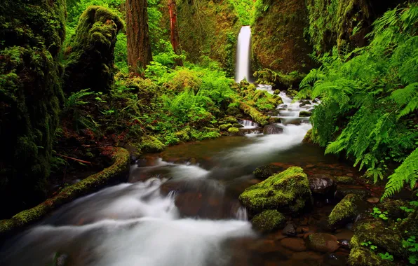 Picture forest, nature, river, photo, waterfall, Oregon, Columbia