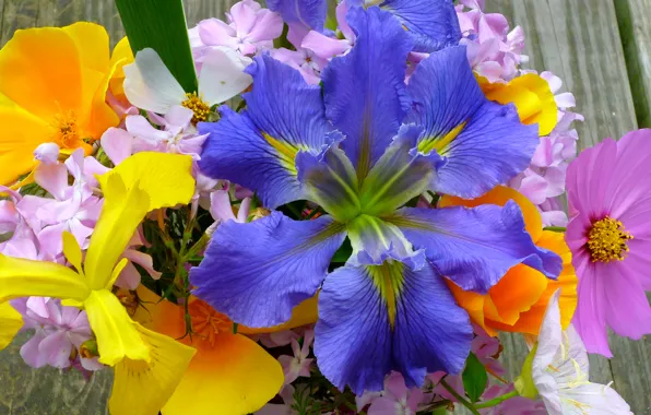 Flowers, nature, bouquet, petals