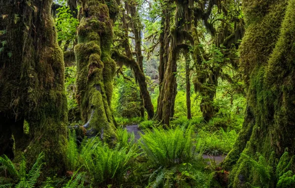 Picture trees, moss, USA, Olympic National Park