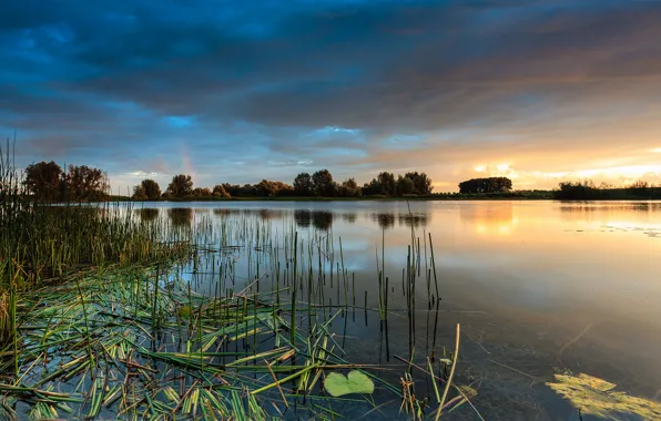 Trees, sunset, lake