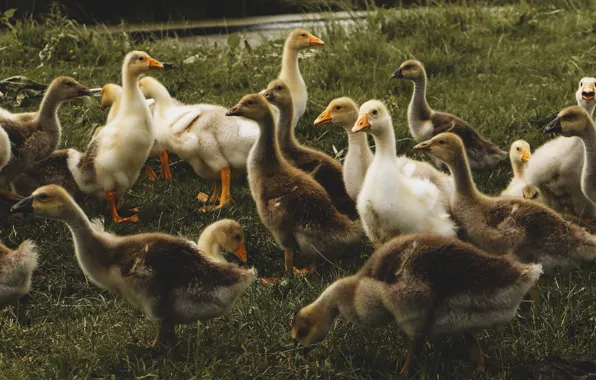 Grass, birds, shore, pack, Chicks, pond, a lot, geese