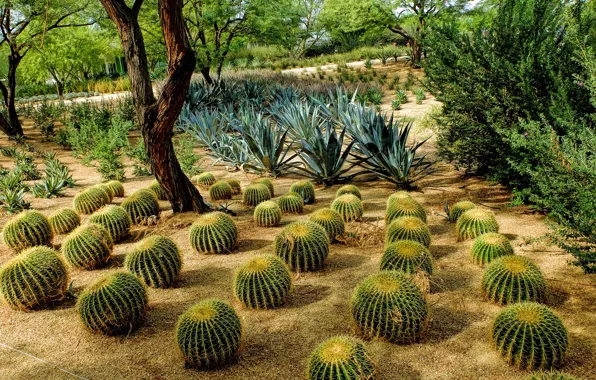 Picture trees, CA, cacti, USA, the bushes, ranch, Rancho Mirage, Sunnylands