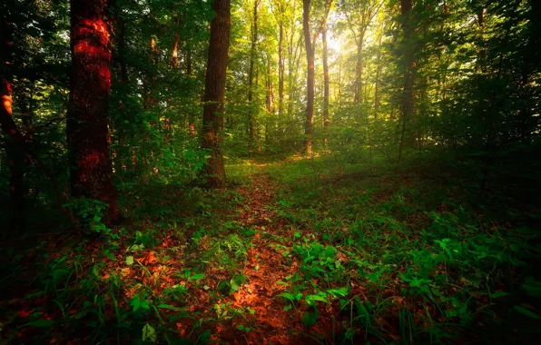 Forest, grass, trees