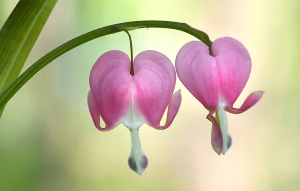 Picture macro, broken heart, the bleeding heart