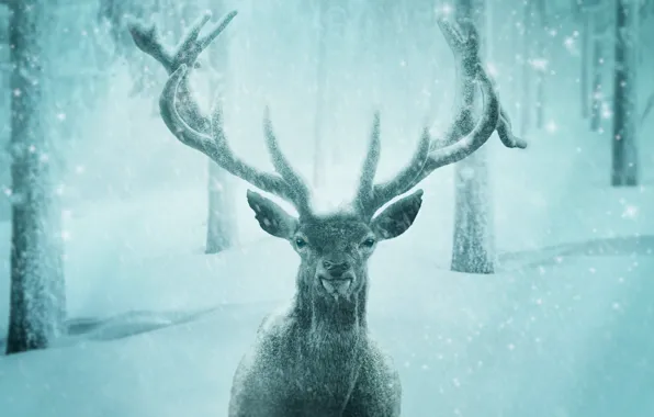 Picture winter, forest, look, face, snow, trees, rendering, portrait