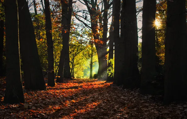 Picture rays, trees, morning, Autumn, falling leaves, grove, autumn