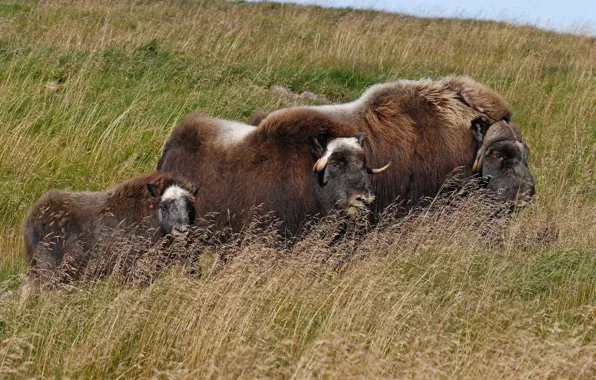 Picture grass, nature, family, the herd, mammal, musk ox