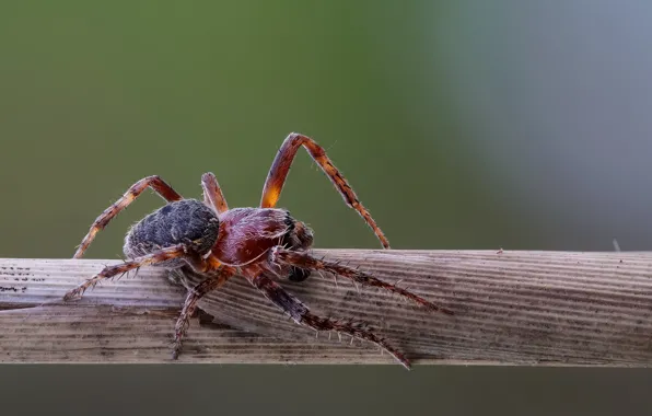 Picture macro, legs, spider