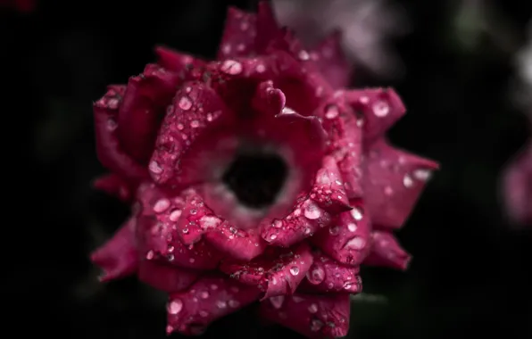 Picture drops, macro, background, rose, petals