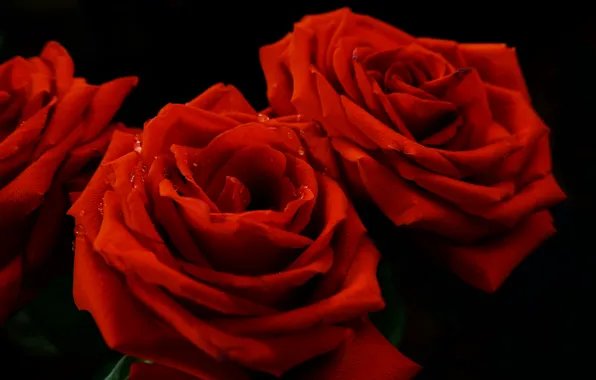 Drops, Rosa, rose, petals, red, scarlet, on a black background