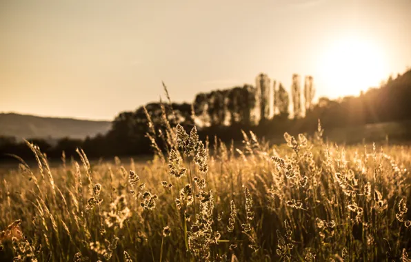 The sun, sunset, spikelets