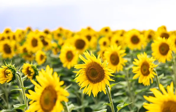 Summer, sunflowers, flowers, nature, sunflower, yellow, bokeh, field of sunflowers