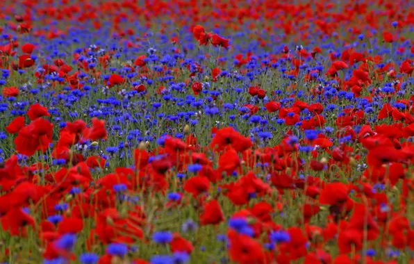 Field, summer, flowers, Maki, meadow, contrast, red, field