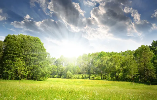 Picture forest, the sun, rays, trees, glade, spring