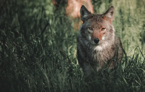 Picture look, wolf, predatory