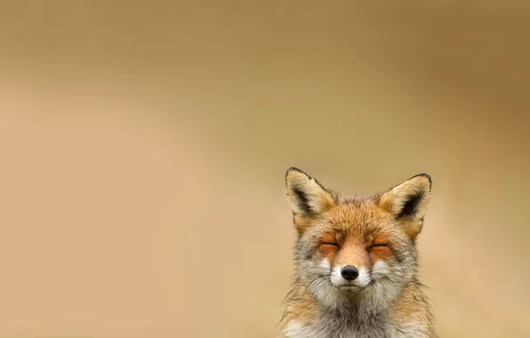 Picture animal, Fox, smiling