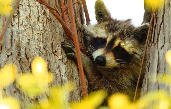 Tree, raccoon, face