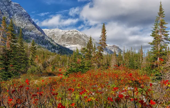 Picture snow, trees, flowers, mountains, meadow