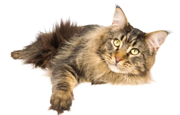 Picture cat, cat, white background, Maine Coon