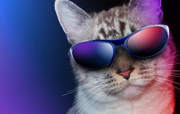 Cat, close-up, background, humor, glasses